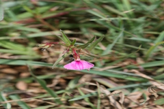 Hybanthus enneaspermus